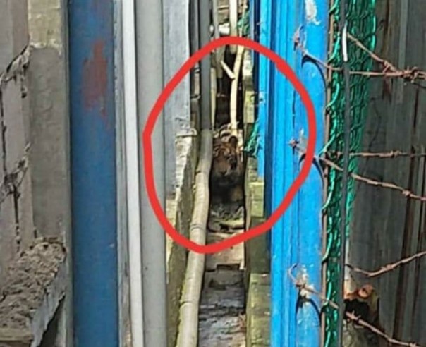Seekor harimau Sumatera terjepit di antara ruko di Pulau Burung Inhil/rgo Seekor harimau Sumatera terjepit di antara ruko di Pulau Burung Inhil/rgo