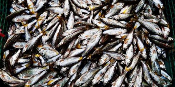 Ikan bilih Danau Singkarak (Ist) Ikan bilih Danau Singkarak (Ist)