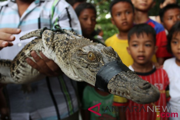 Masyarakat menangkap buaya dan menjadi tontonan (ant)