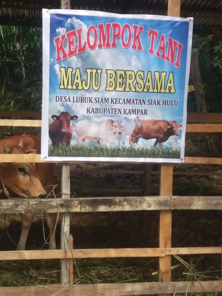 Kandang sapi Maju Bersama Desa Lubuk Siam (Toni) Kandang sapi Maju Bersama Desa Lubuk Siam (Toni)