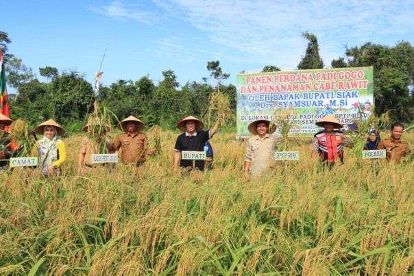 Bupati Siak Syamsuar panen raya di Mempura. Foto: humas siak. Bupati Siak Syamsuar panen raya di Mempura. Foto: humas siak.