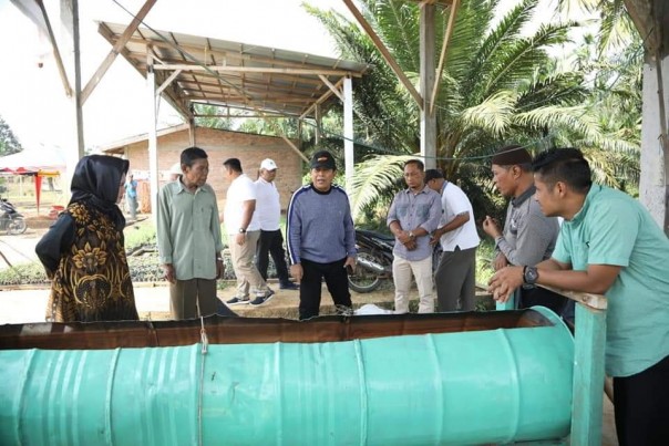 Bupati Rohul H Sukiman meninjau kebun Serai Wangi milik sejumlah petani di Desa Teluk Aur/ADV/alfa