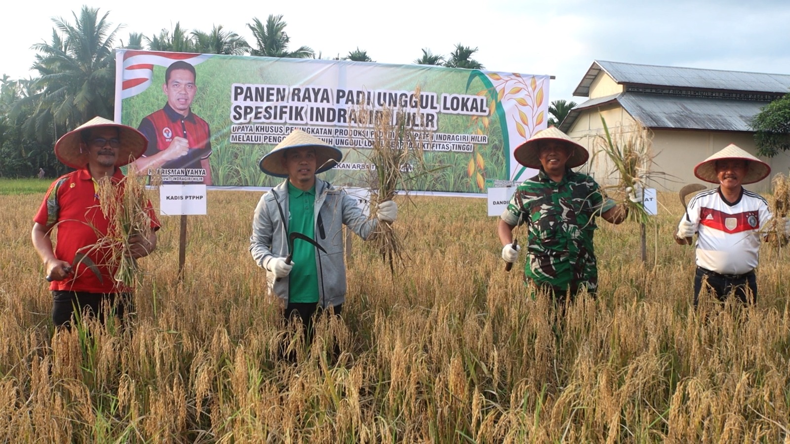 Panen bibit padi lokal Inhil