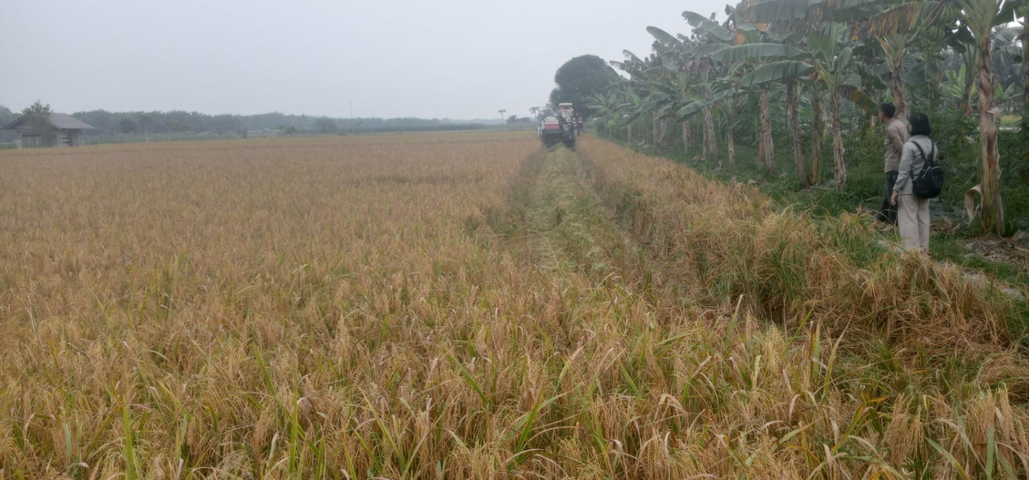 Salah satu lahan padi di Siak/Net