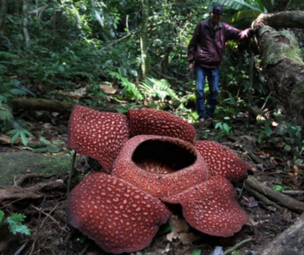 Bunga raksasa Rafflesia Arnoldi yang mekar di kawasan hutan lindung Bukit Barisan, Taba Penanjung, Bengkulu Tengah, Provinsi Bengkulu. Foto: Antara.