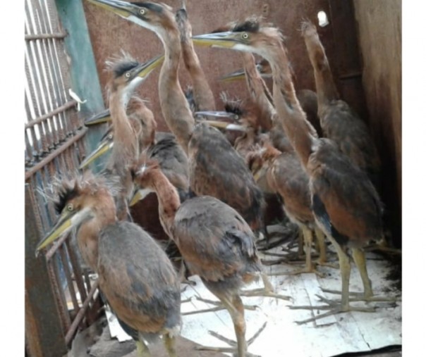 Bbksda Riau Amankan 32 Ekor Burung Langka Cangak Merah Yang