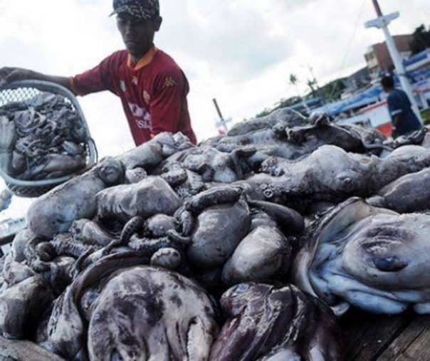 Gurita hasil tangkapan nelayan Indonesia. Foto: Agribisnis.