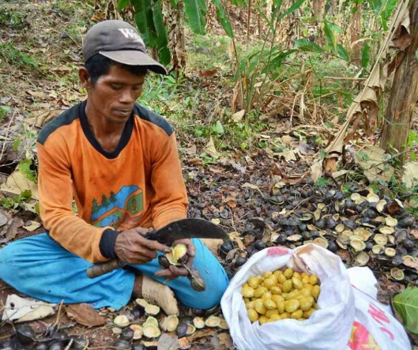 Ilustrasi petani jengkol (Foto: Istimewa/Internet)