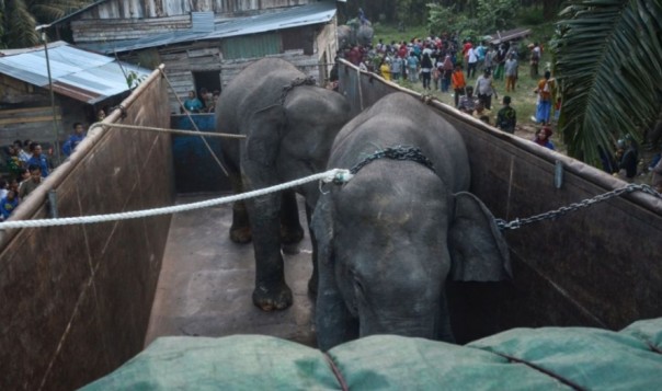 Proses pemindahan gajah