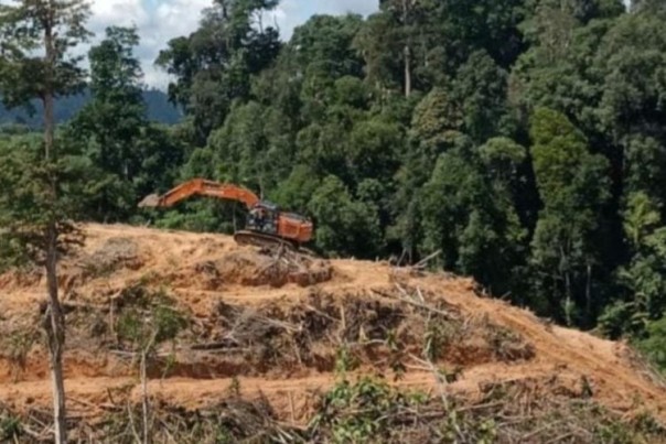 Lembaga Pemerhati Lingkungan Hidup Minta DLHK Riau Segera Tangkap Dalang Perambah Kawasan Hutan