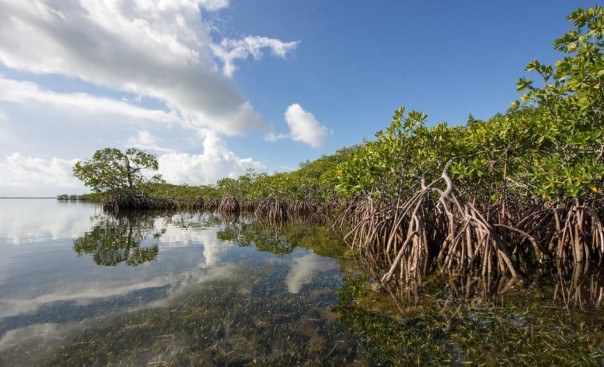 Hutan Mangrove/Net